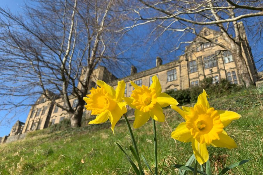Main Arts Building, 鶹ý with daffodils in the foreground